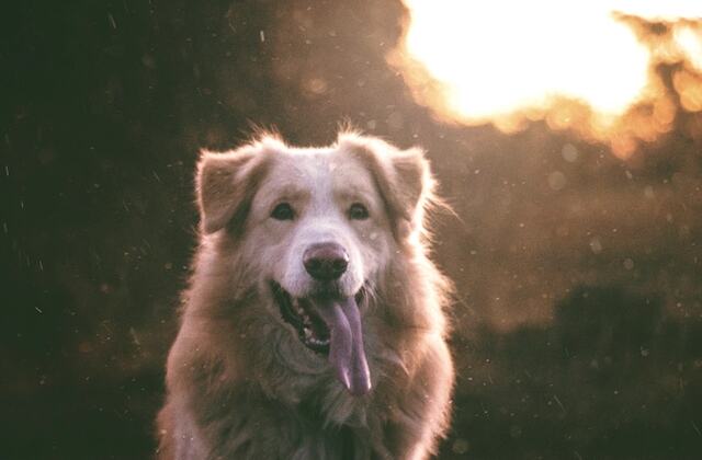 A dog in a field